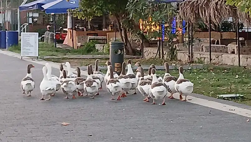 Denizde Yüzdüler, Kümese Kapatıldılar: Kazların Dramı Ortaya Çıktı