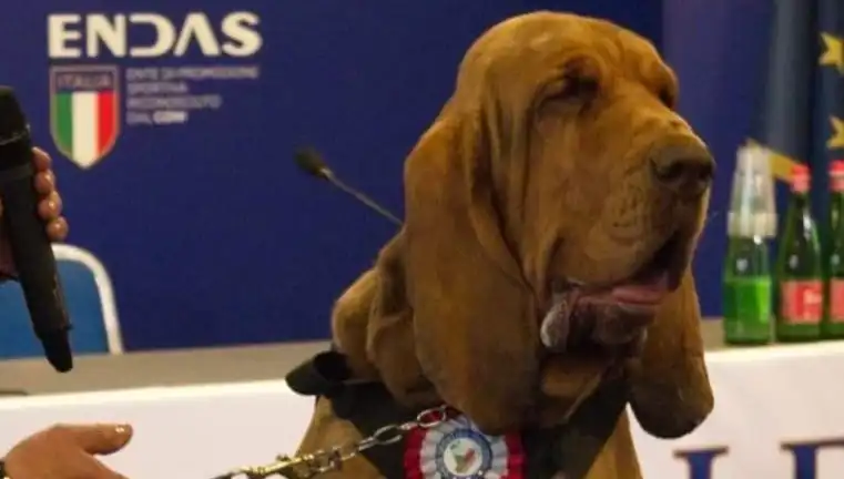 Arama Köpeğine Çivili Sosisle Suikast: Hayvan Hakları İhlali Tartışma Yarattı