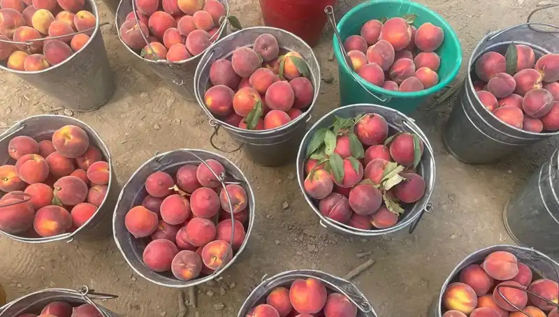 Çiftçiler İçin Bayram Gibi Haber: Hasatta Kilogram Fiyatı 100 Lira!