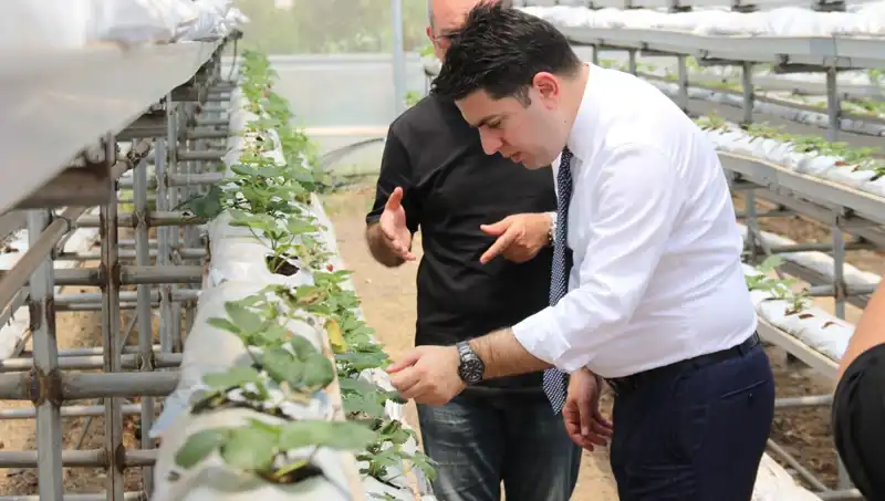 Topraksız Yerde Yetişen Damat Çatlatan Lezzet: Geleceğin Tarımı