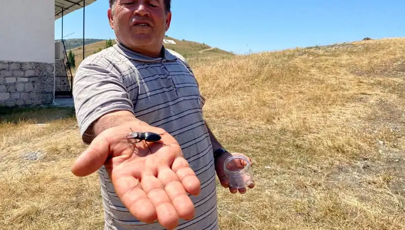Sivas'ta Görülen Bu Böceği Öldürmenin Cezası Şaşırtıyor: 557 Bin TL!
