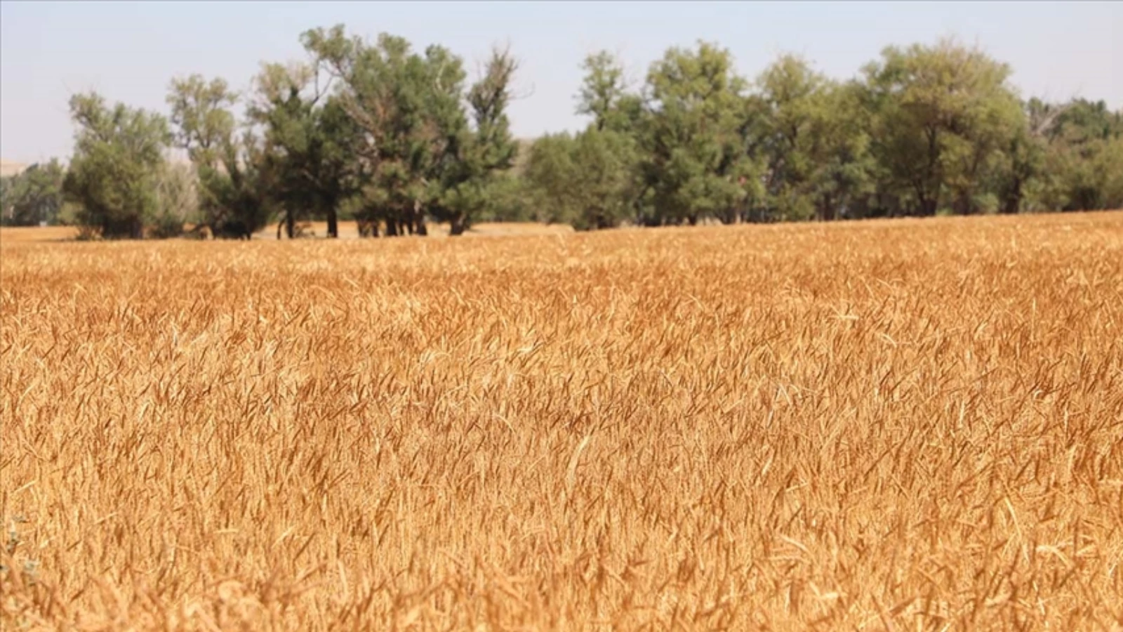 Ukrayna savaşı, beraberinde gıda krizini getirebilir