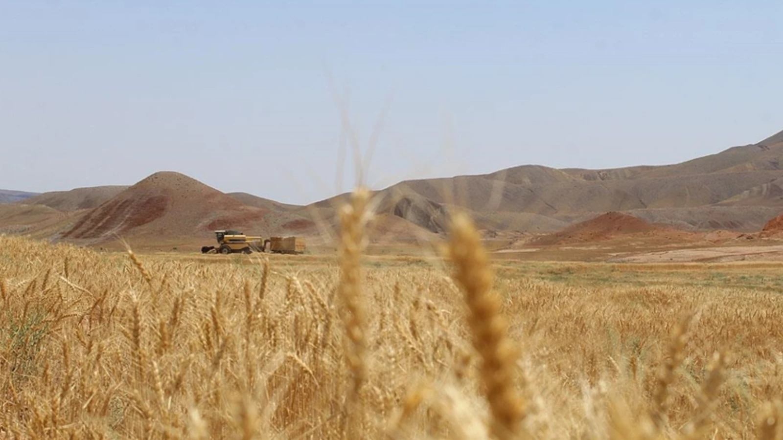 Buğday fiyatlarında yükseliş sürüyor