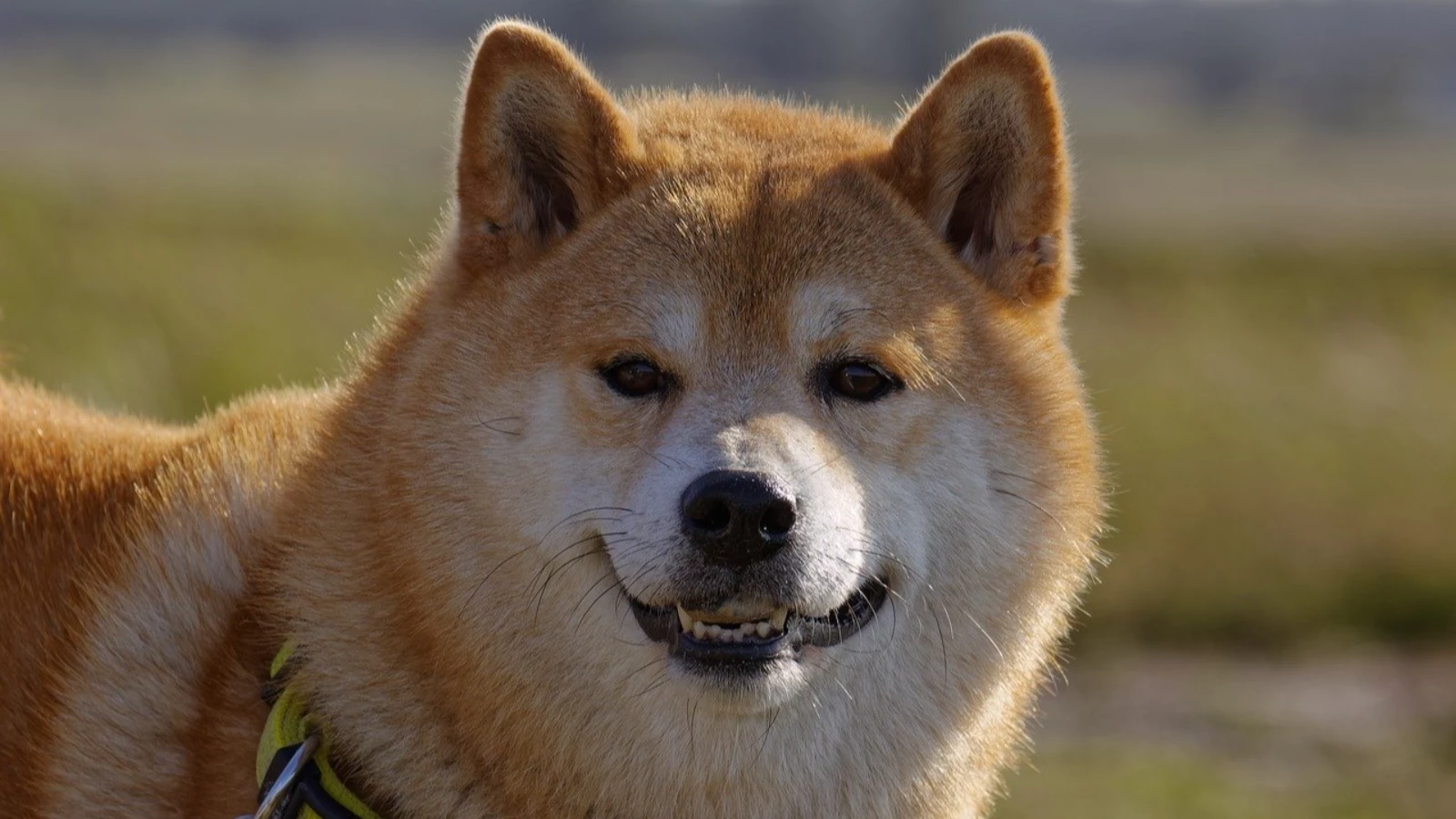 Shiba Inu topluluğu, ekibin yapacağı büyük duyuruya odaklandı