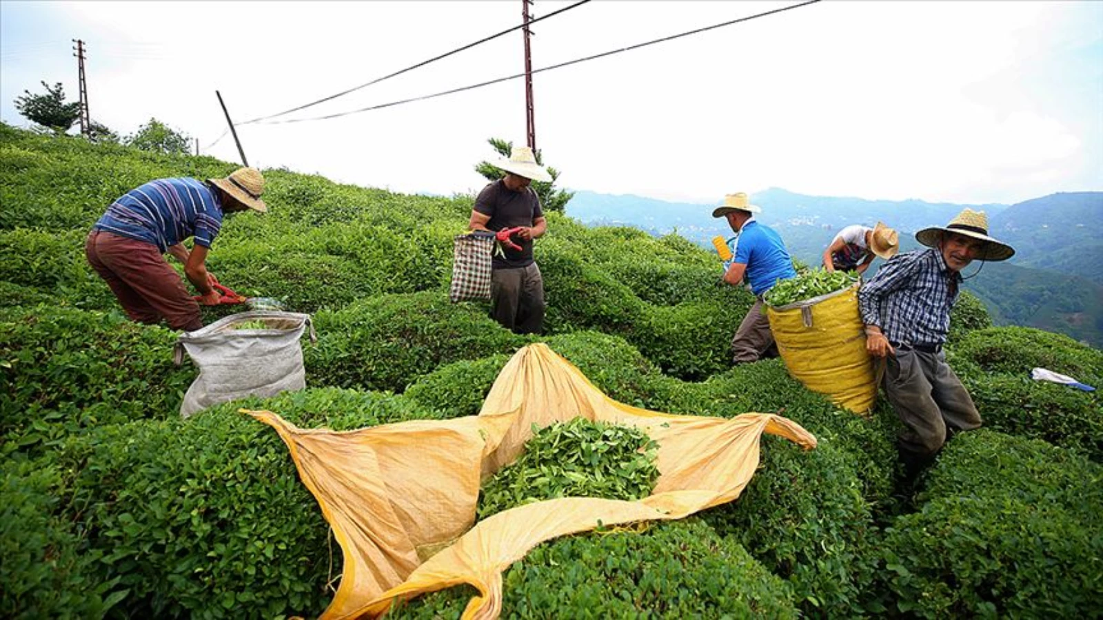 Çay ihracatı verileri açıklandı