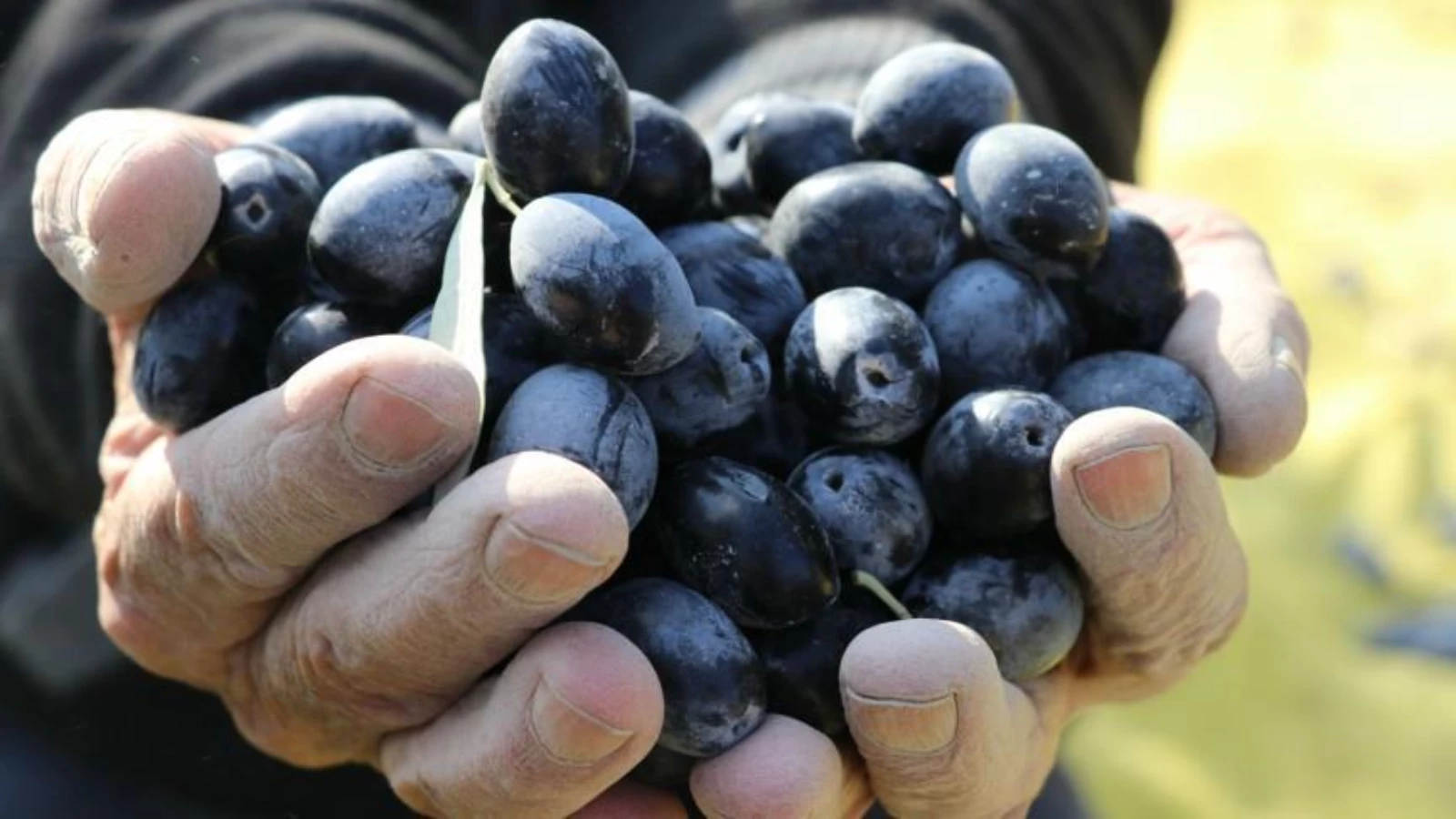 Zeytin ihracatında hedef 100 bin tonu aşmak