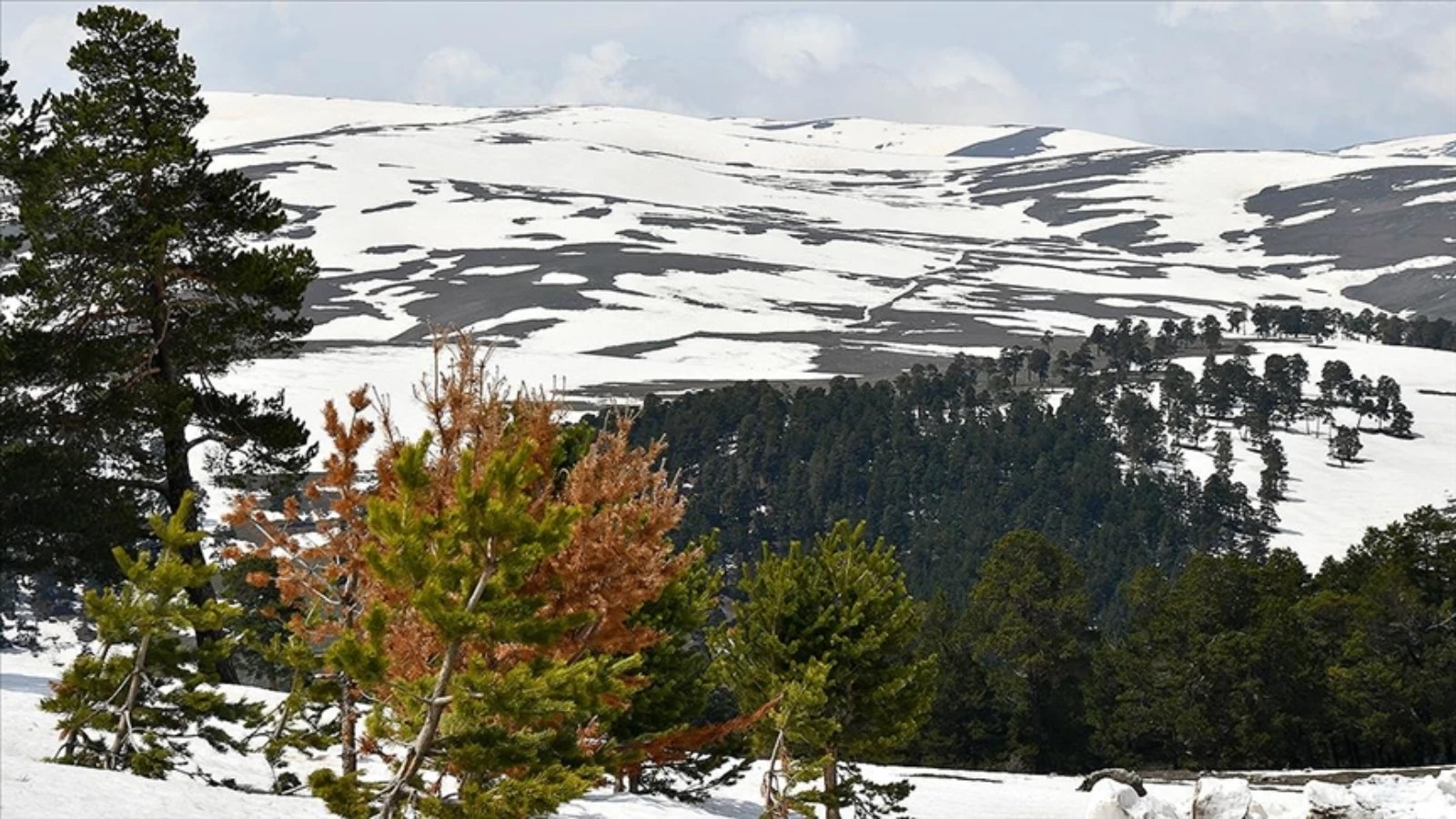 Bir Yanı Kış Bir Yanı Bahar: Sarıkamış