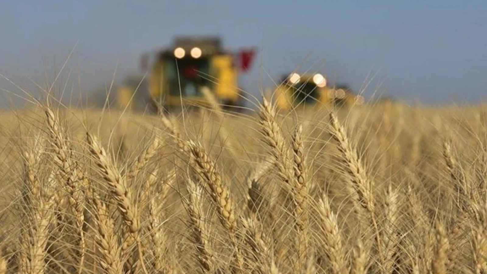 Buğday Alım Fiyatlarındaki Yükseliş Çiftçiyi Rahatlattı