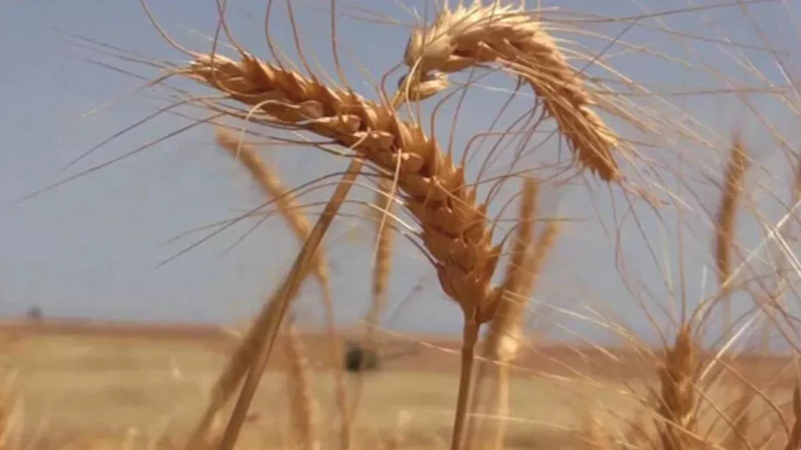 Tahıl İhracatında Yaptırımların Kaldırılması Şartı