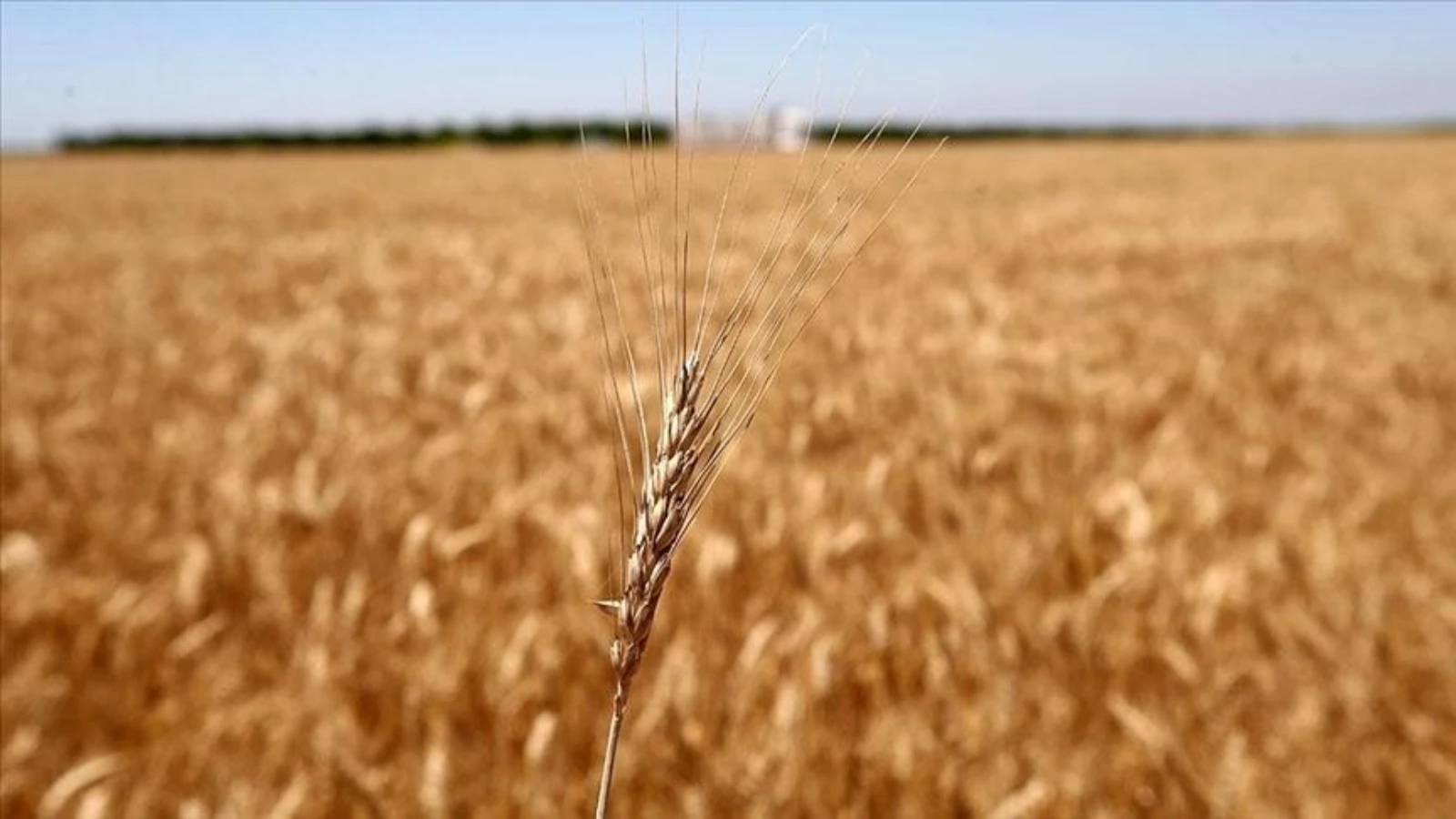 Ukrayna'da Tahıl Kervanları Oluşturuluyor