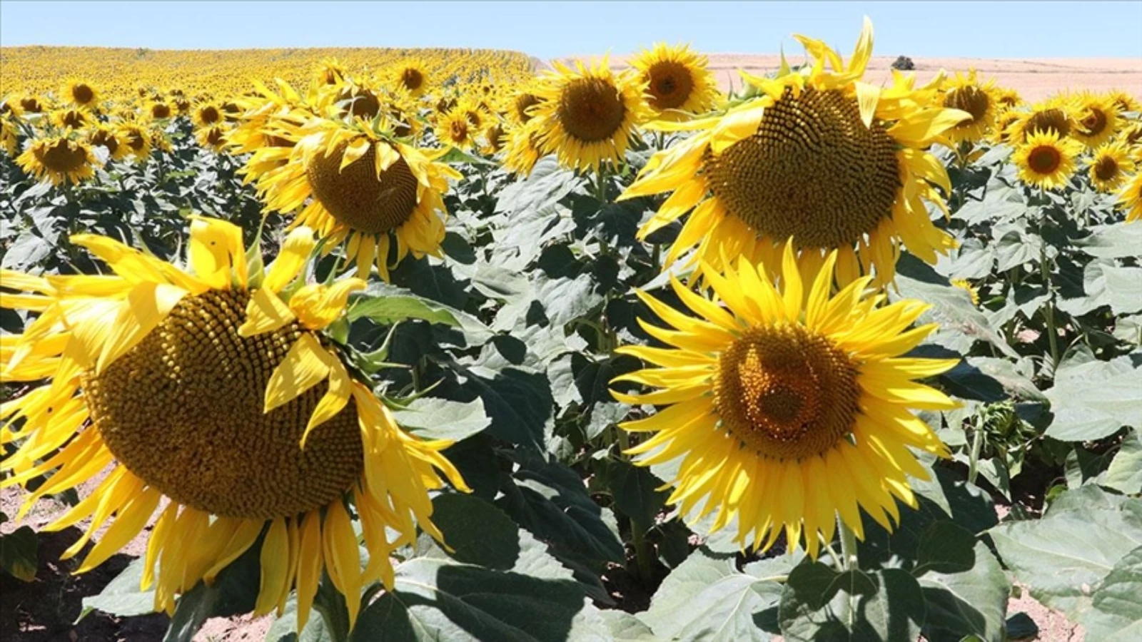 Yağlık Ayçiçeği'nde Erzurum'dan Beklenti Yüksek