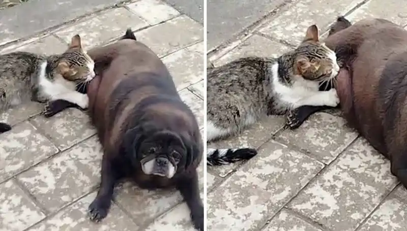 Erzurum Sokaklarında Görülen Sıra Dışı Dostluk: Bir Köpek ve Kedi