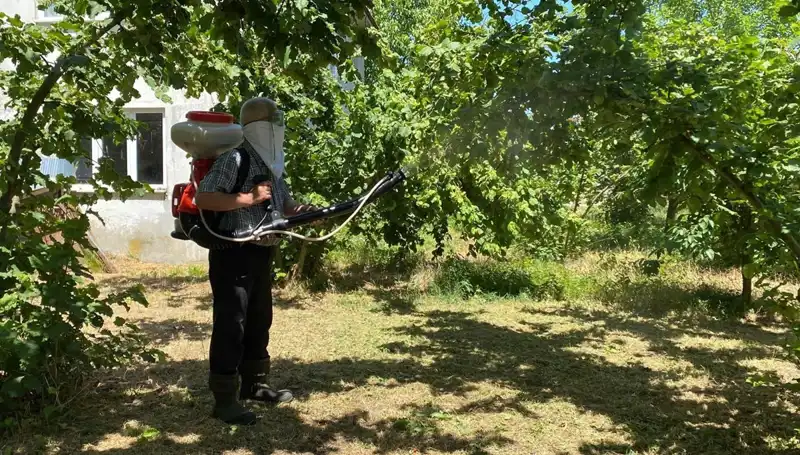 Çiftçilerin Umudu: Kükürt ve Samuray Arısı İle Zorlu Mücadele