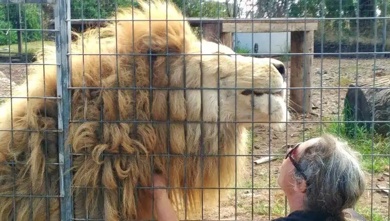 Avustralya'da Aslan Saldırısı: Kafesin İçindeki Kadının Kolunu Kaptı