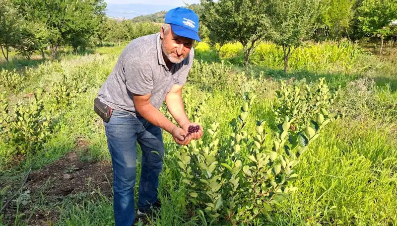 3 Yıl Önce Ektiği Bitki, Şimdi Kilosu 200 Lira ile Satışta