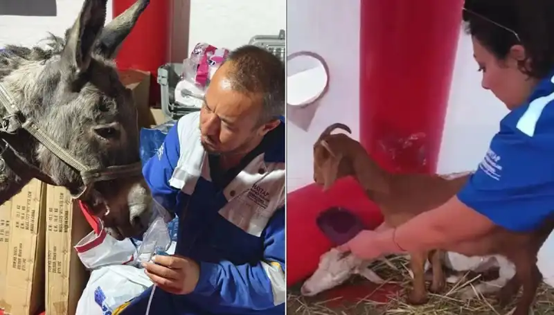 Eşekler de Oksijen Tedavisi ile Yeniden Hayata Kavuşuyor!